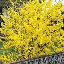 forsythia