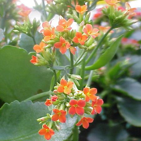 TOT CALANCHOE