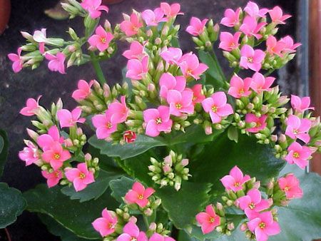 Kalanchoe