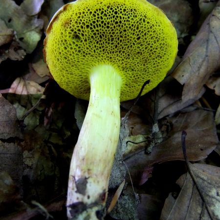 Aureoboletus cramesinus