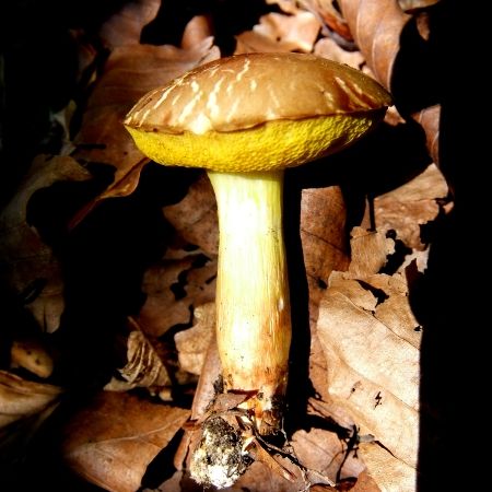 Aureoboletus cramesinus