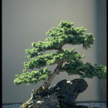 bonsai