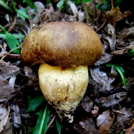 Boletus radicans