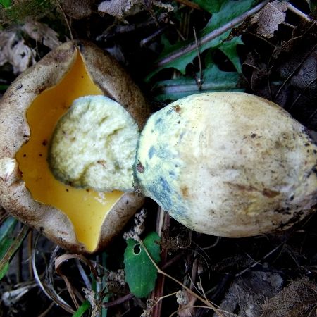 Boletus radicans