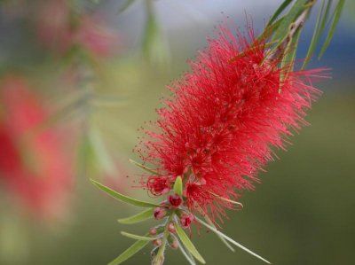 Bottlebrush