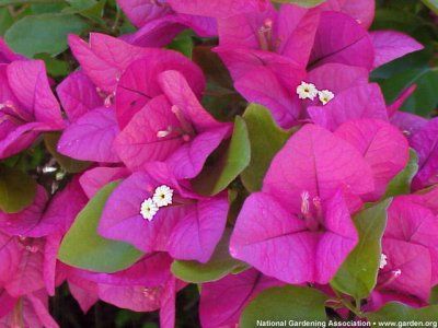 bougainvillea