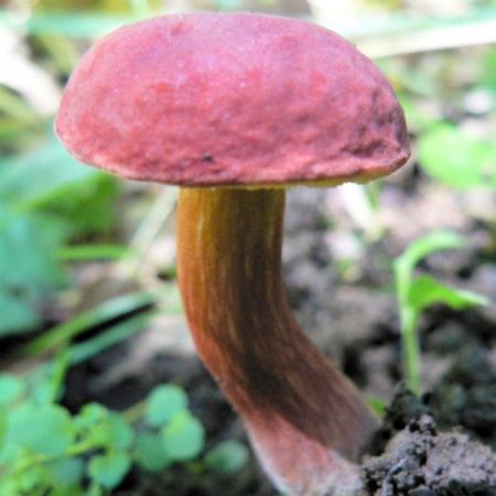 Boletus rubellus