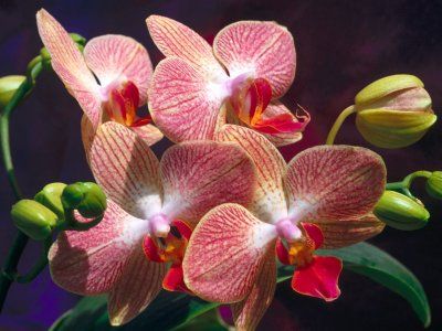 buchet de orhidee
