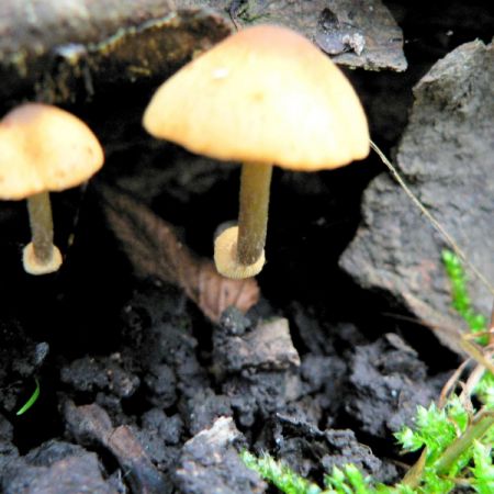 Conocybe blattaria