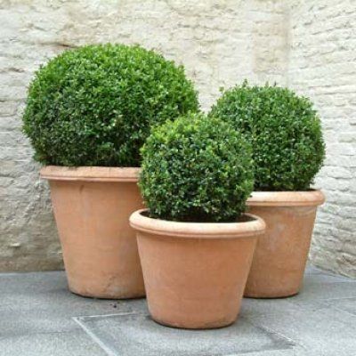 buxus, arbusti ornamentali