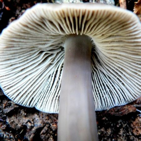 Pluteus salicinus