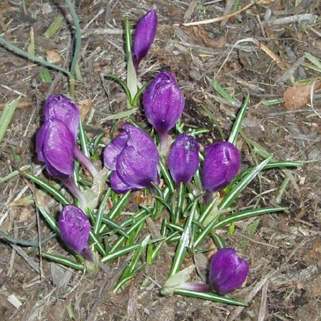 Crocus **Cris