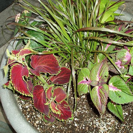 coleus **Cris