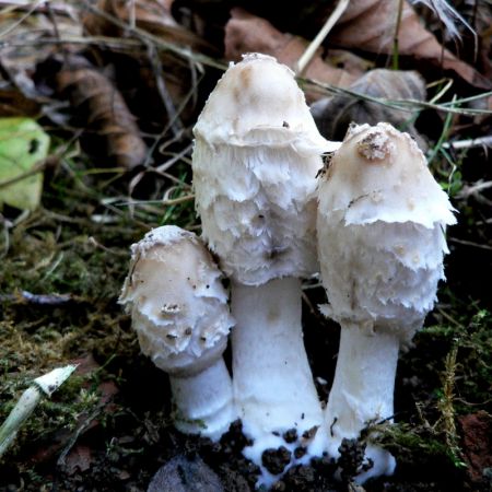 Coprinus comatus