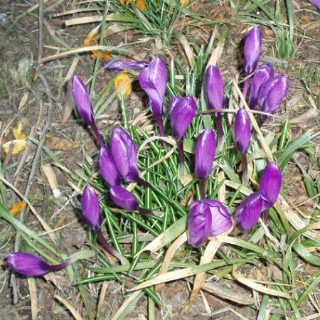 Crocus **Cris