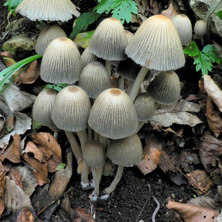 Coprinus auricomus