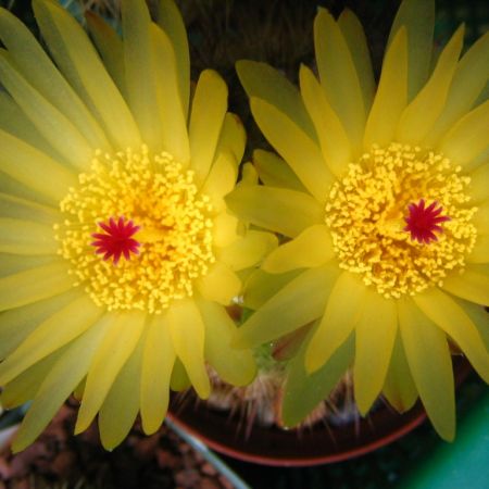 Cactus in floare