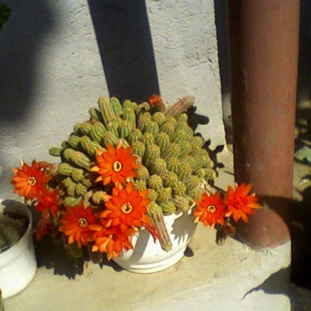 cactusul meu drag....