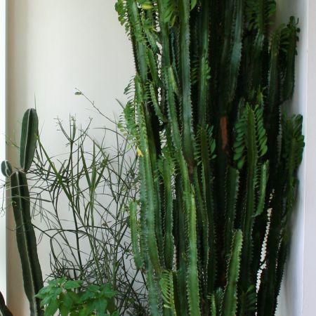 EUPHORBIA TRIGONA