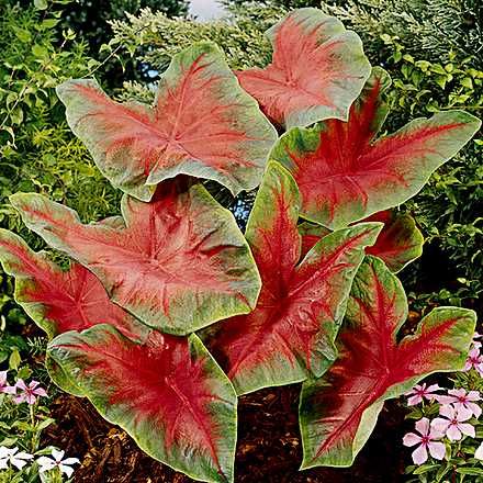 caladium