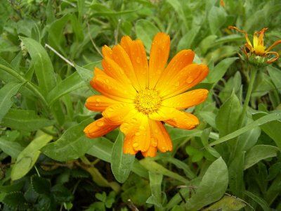 calendula