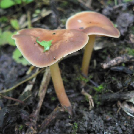 Collybia butyracea