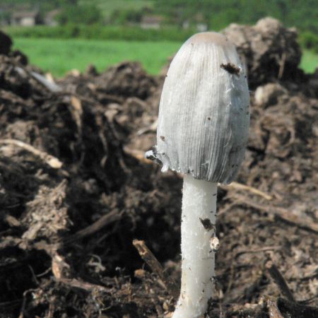 Coprinus macrocephalus