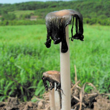 Coprinus macrocephalus