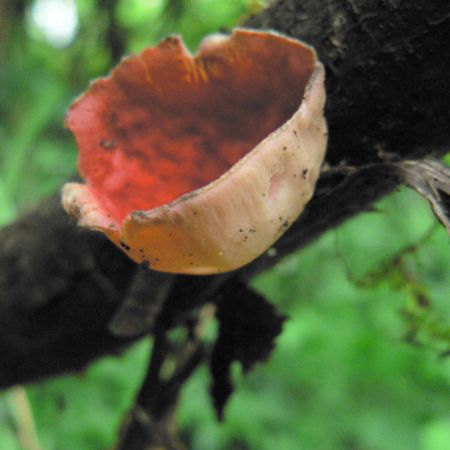 Sarcoscypha coccinea