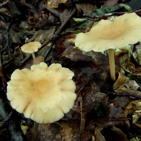 Collybia dryophila