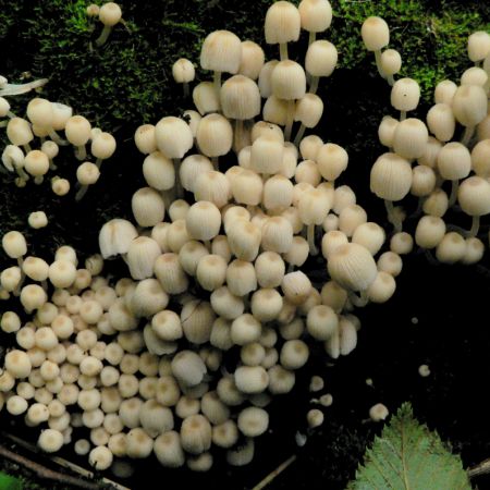 Coprinus disseminatus