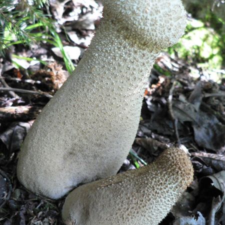 Calvatia excipuliformis