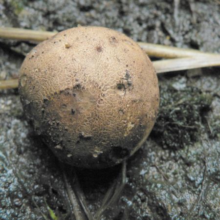 Scleroderma cepa