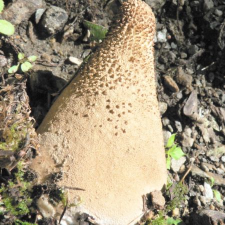 calvatia excipuliformis