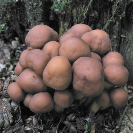 Collybia fusipes