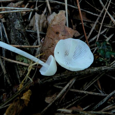 Mycena lactea