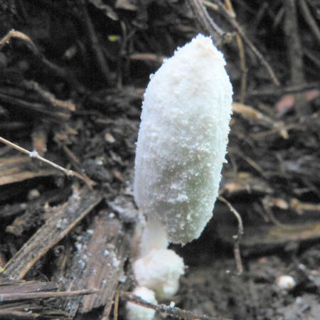 Coprinus niveus