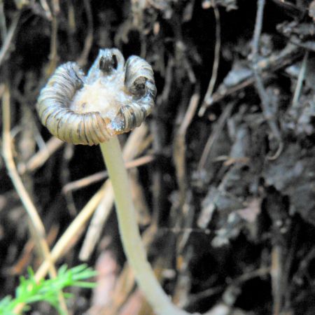 Coprinus niveus