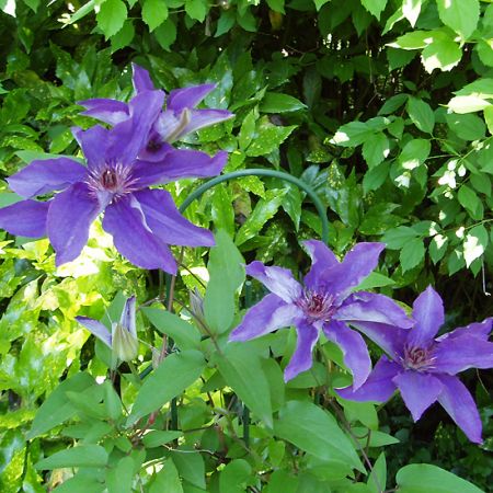 Clematis