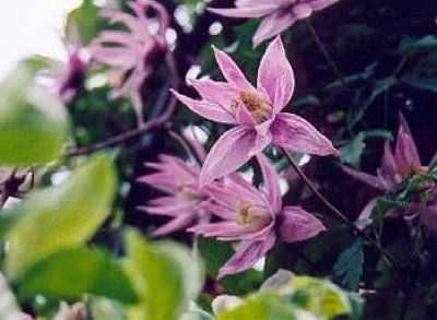 Clematis macropetala Markhams Pink