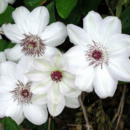 CLEMATIS