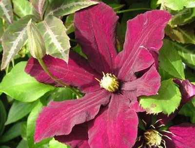 Clematis Niobe