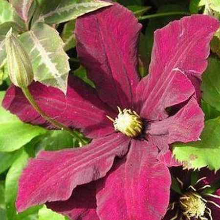 Clematis