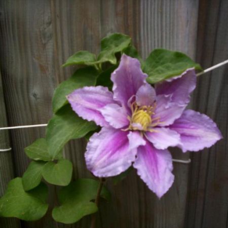 clematita