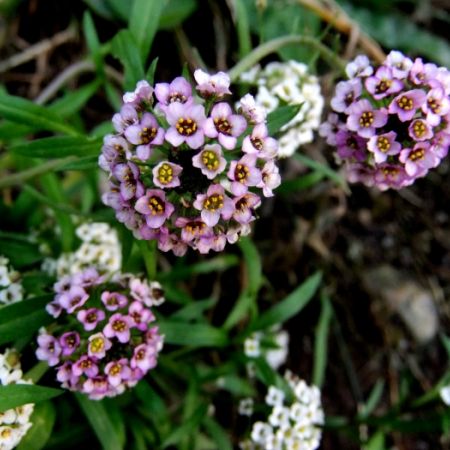 Lobularia maritima