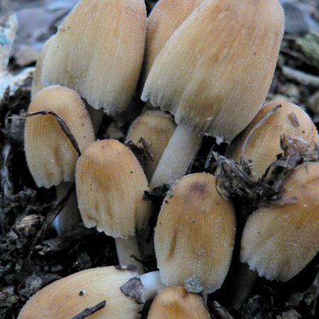 Coprinus micaceus