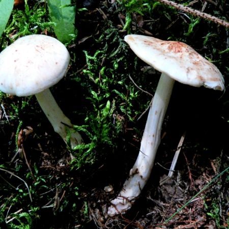 Collybia maculata