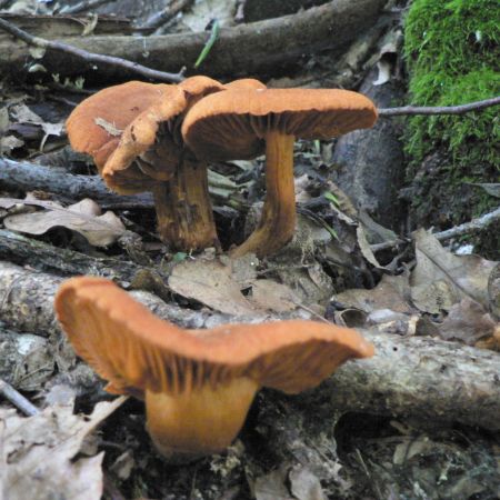 Cortinarius orellanus