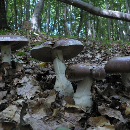 Cortinarius praestans