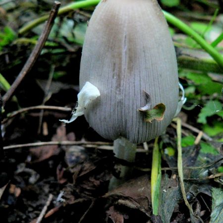 Coprinus atramentarius